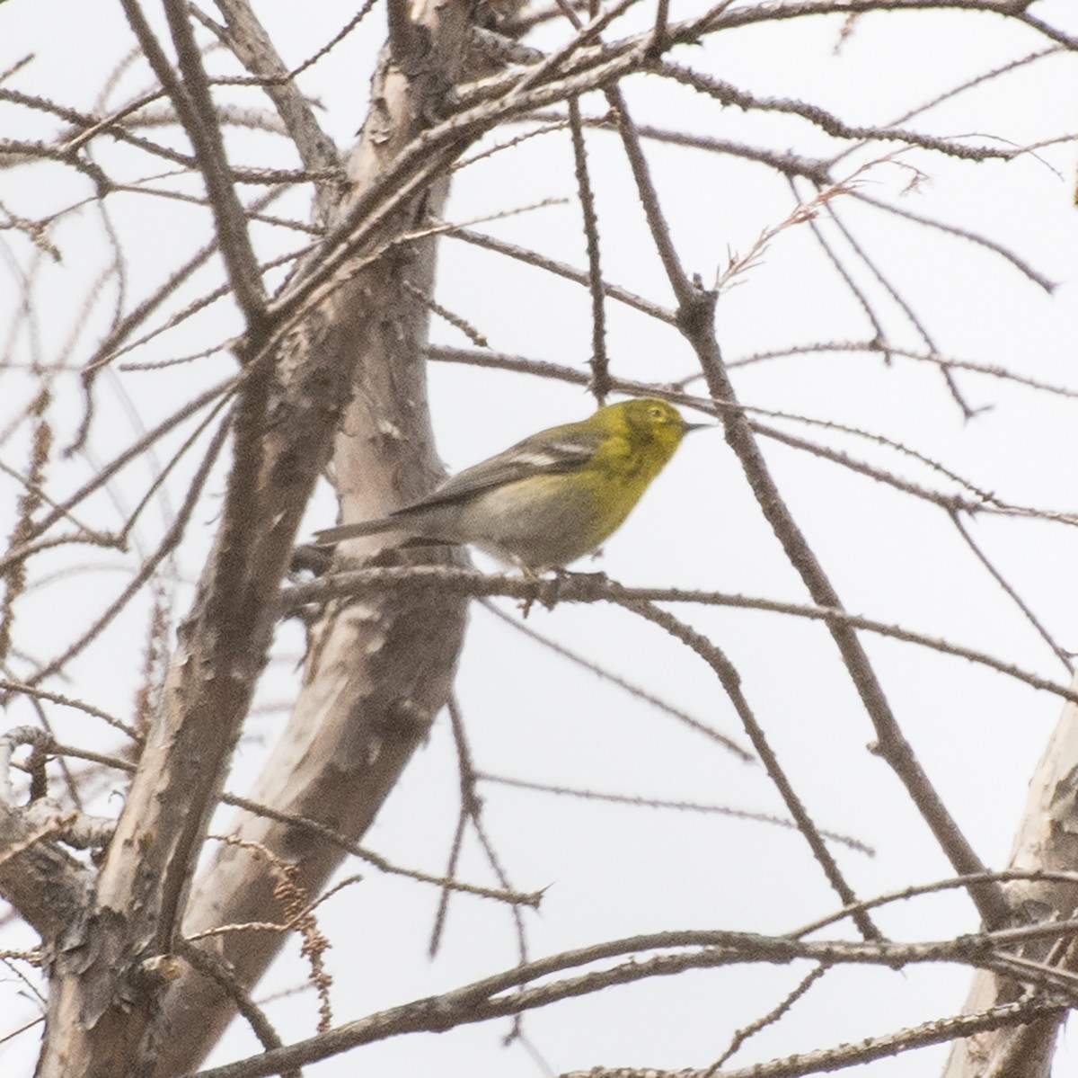 Pine Warbler - ML94415861