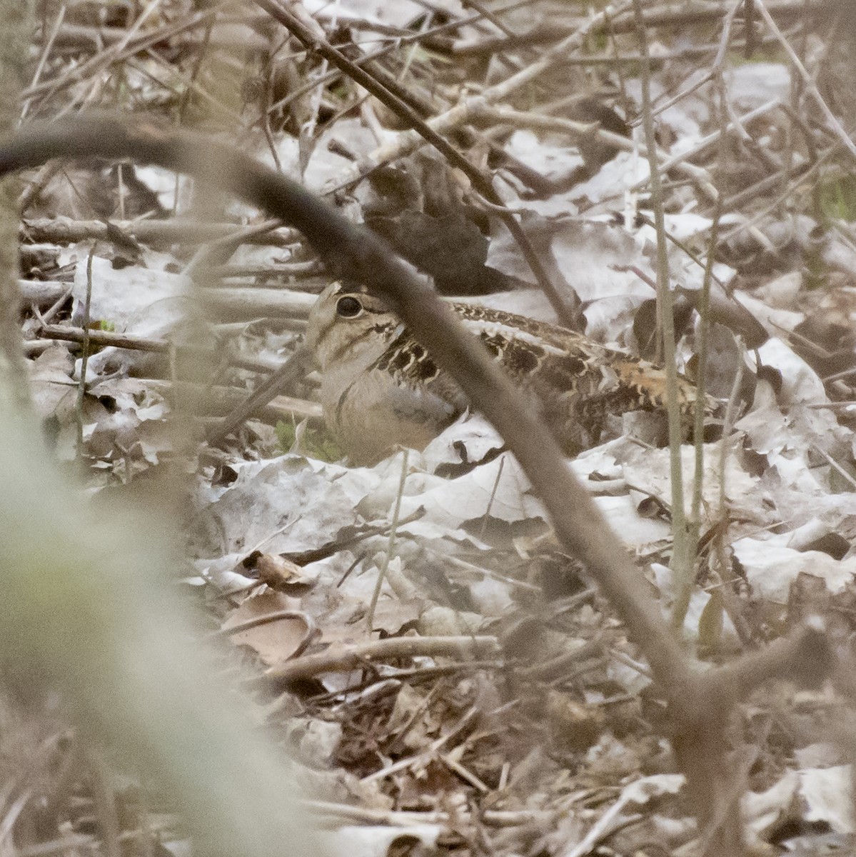 American Woodcock - ML94416181