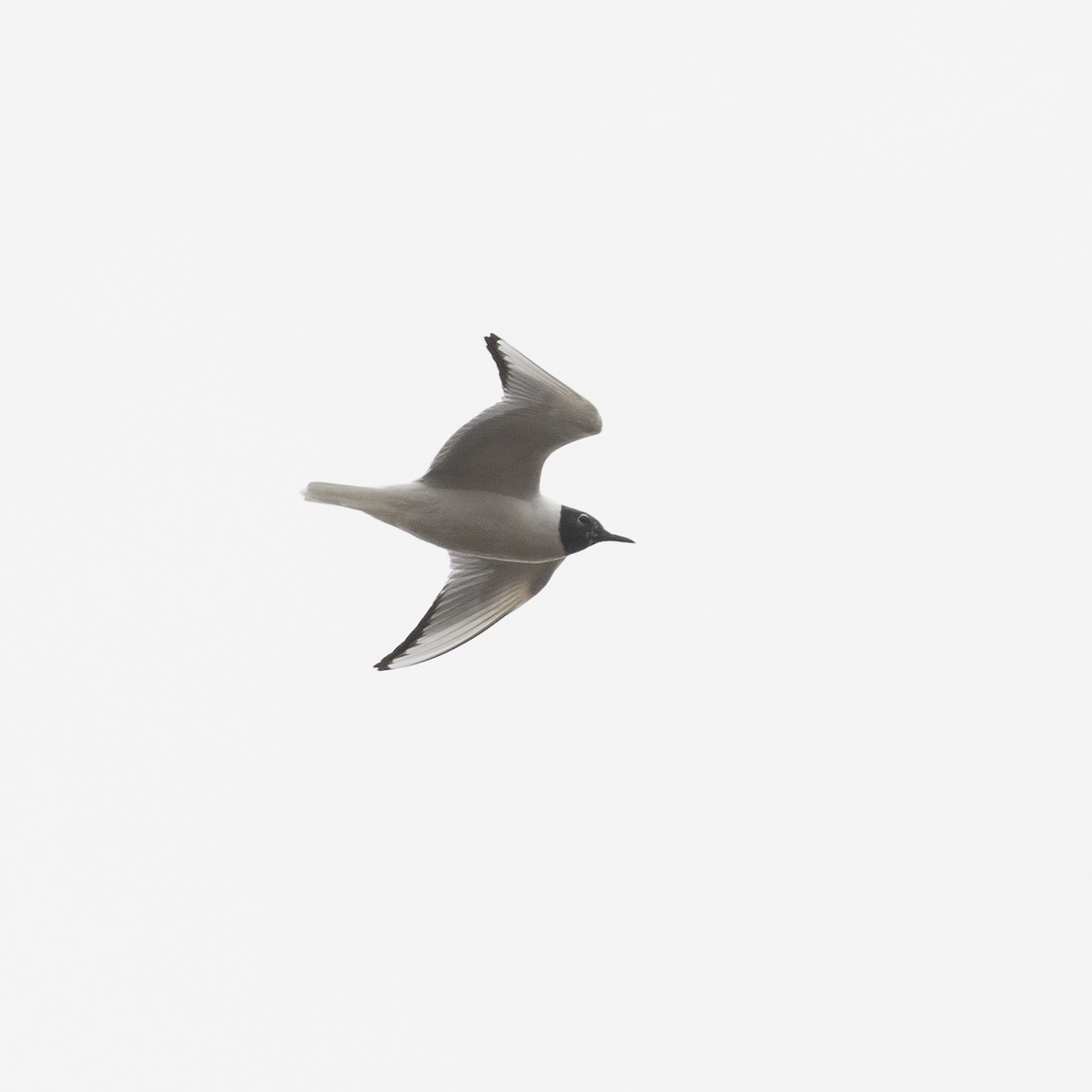 Bonaparte's Gull - ML94416401