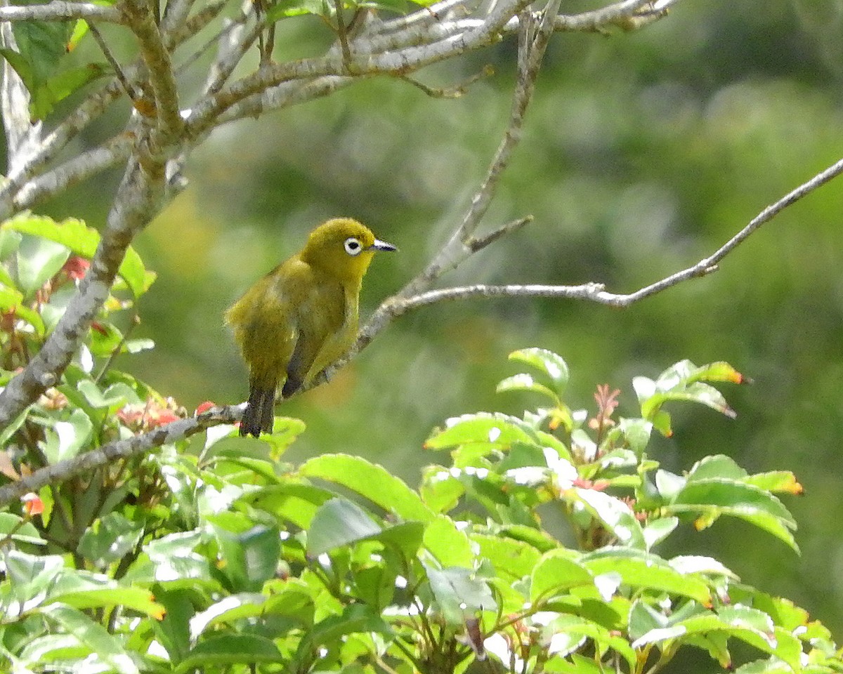 Yellowish White-eye - ML94416501