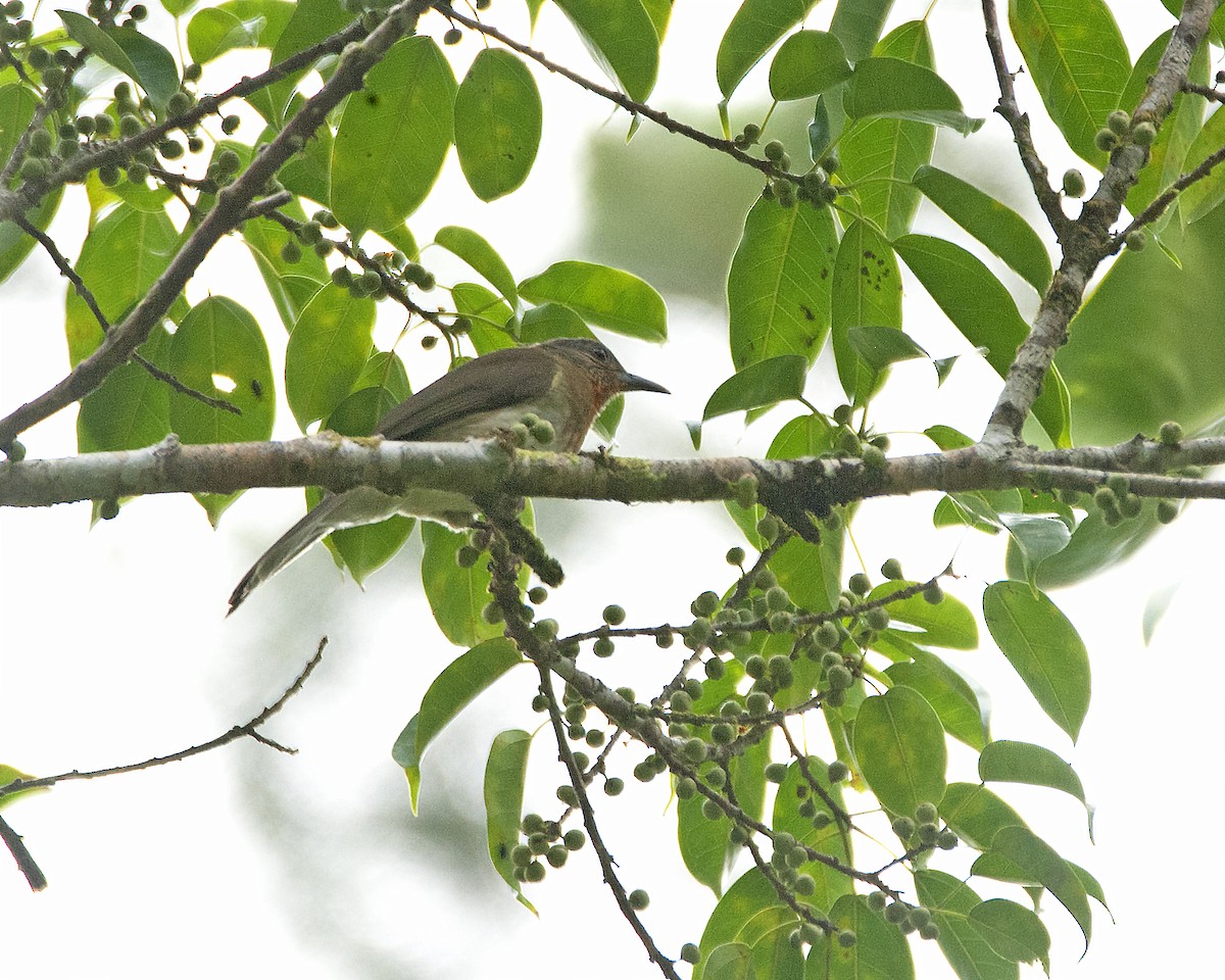 Philippine Bulbul - ML94416621