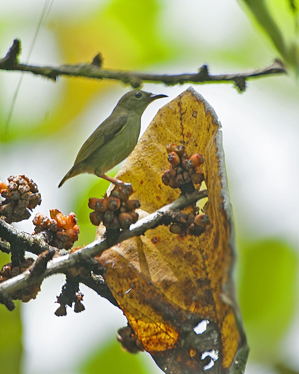 White-bellied Flowerpecker - ML94416851