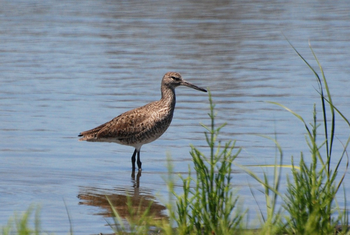 Willet (Eastern) - Robert Dobbs