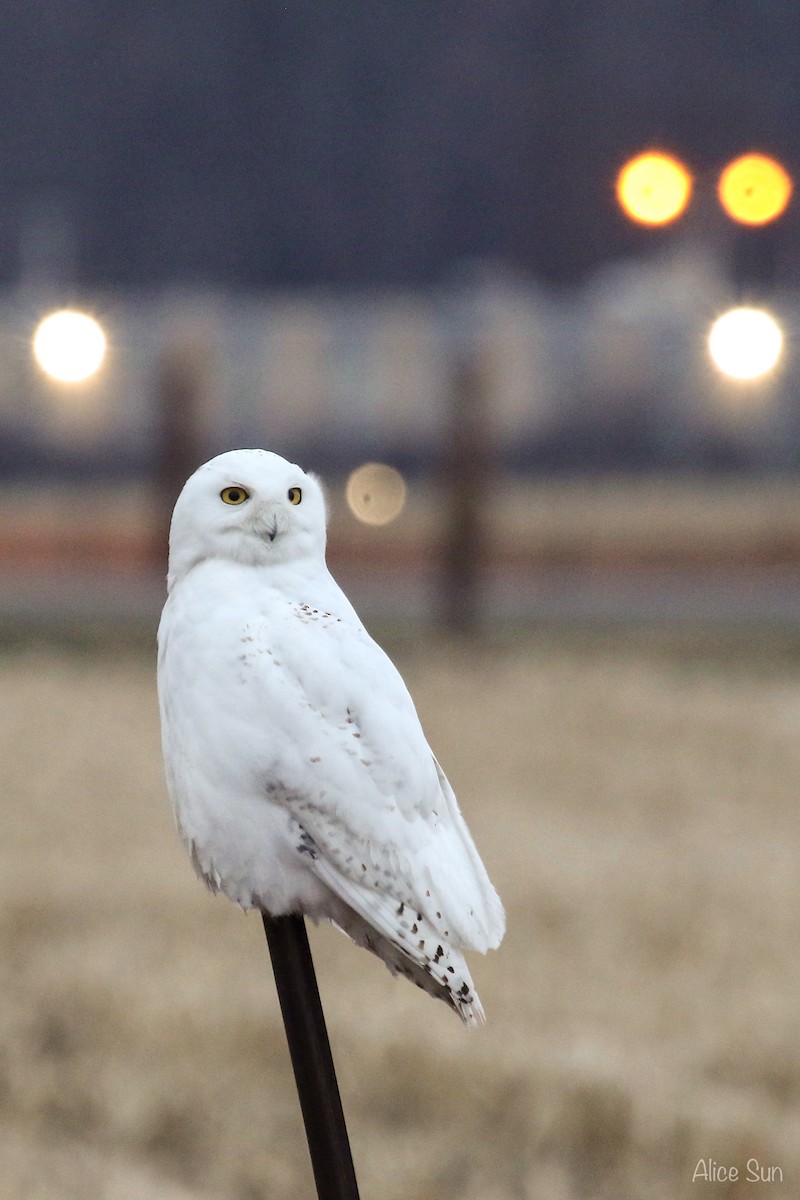 Snowy Owl - ML94417421