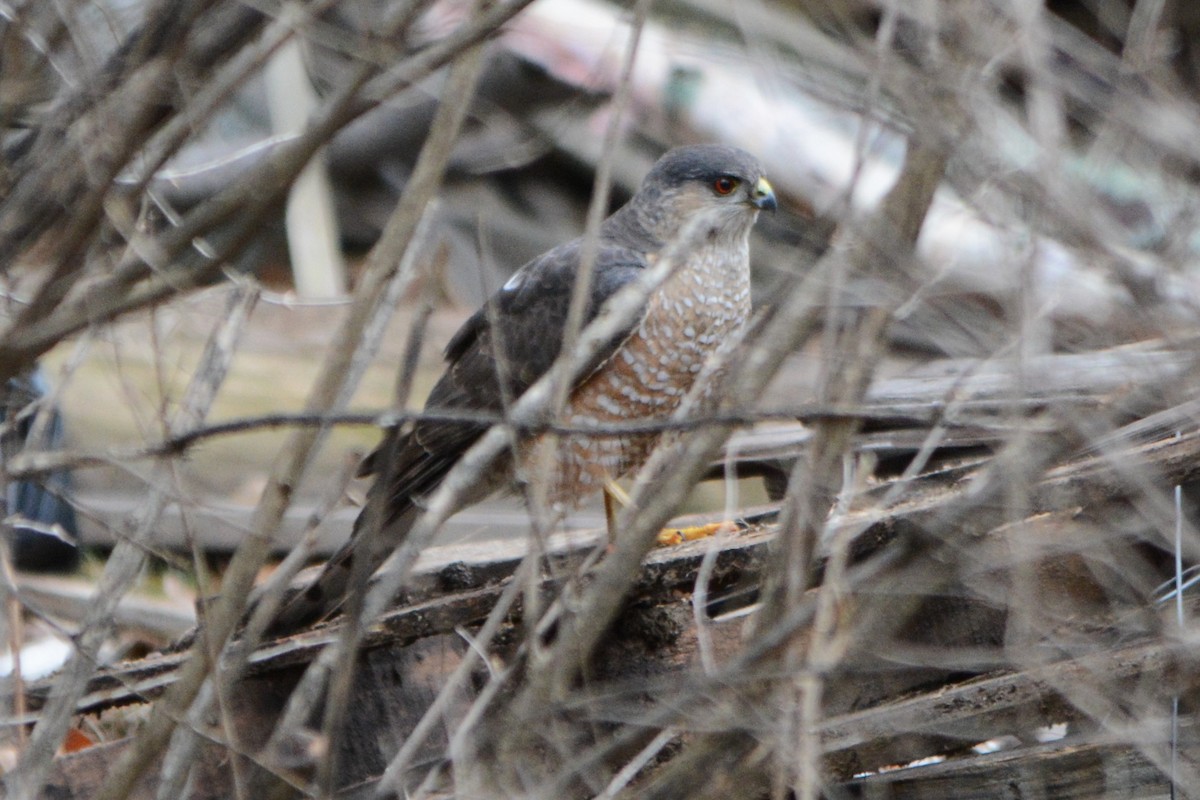 Sharp-shinned Hawk - ML94418831