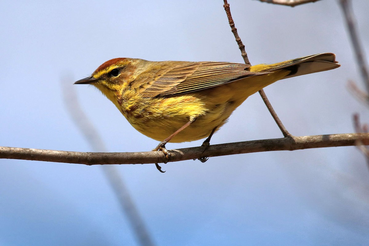 Palm Warbler - ML94420441