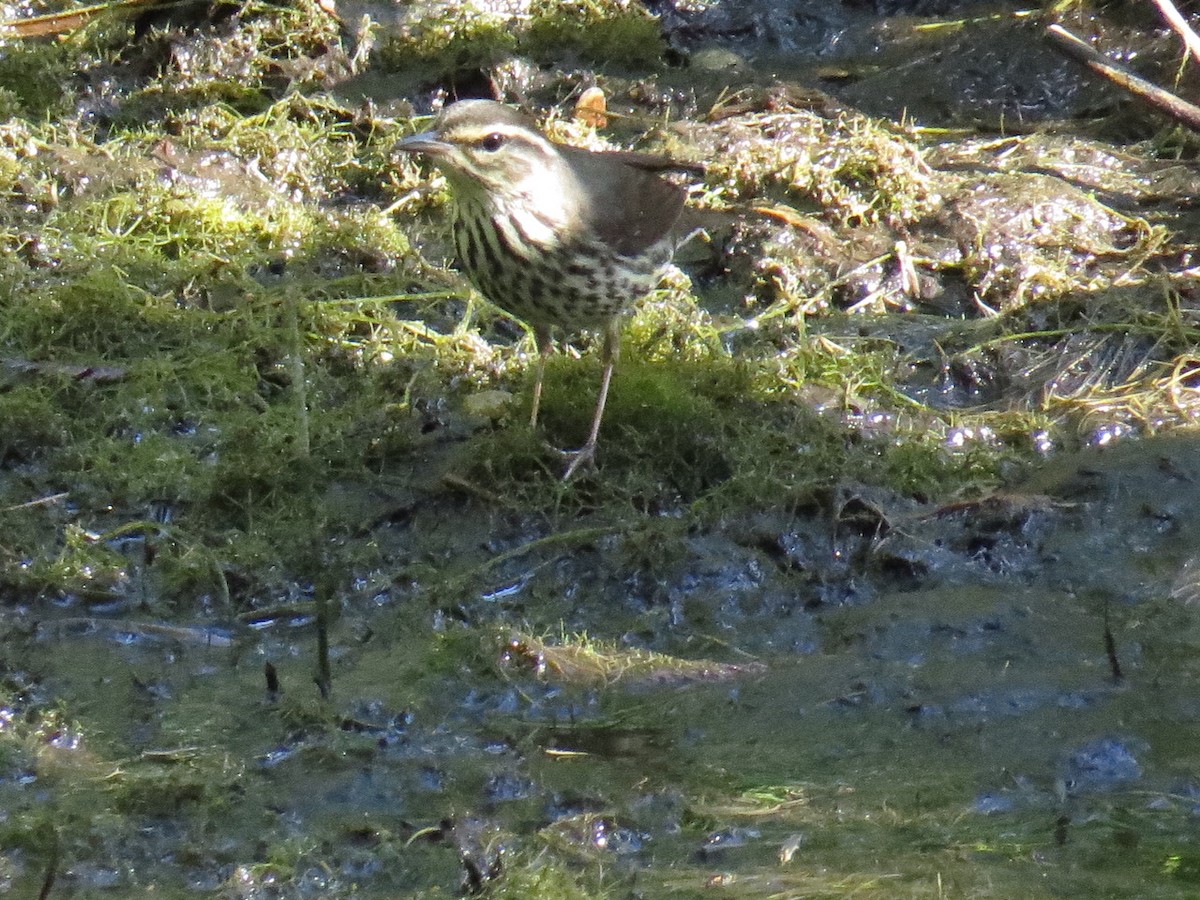 Northern Waterthrush - Holly Peterson