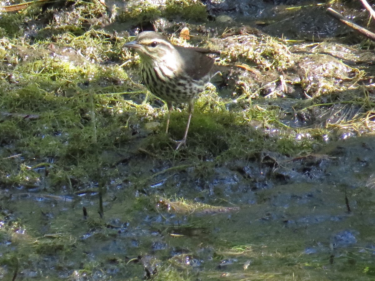 Northern Waterthrush - ML94421061