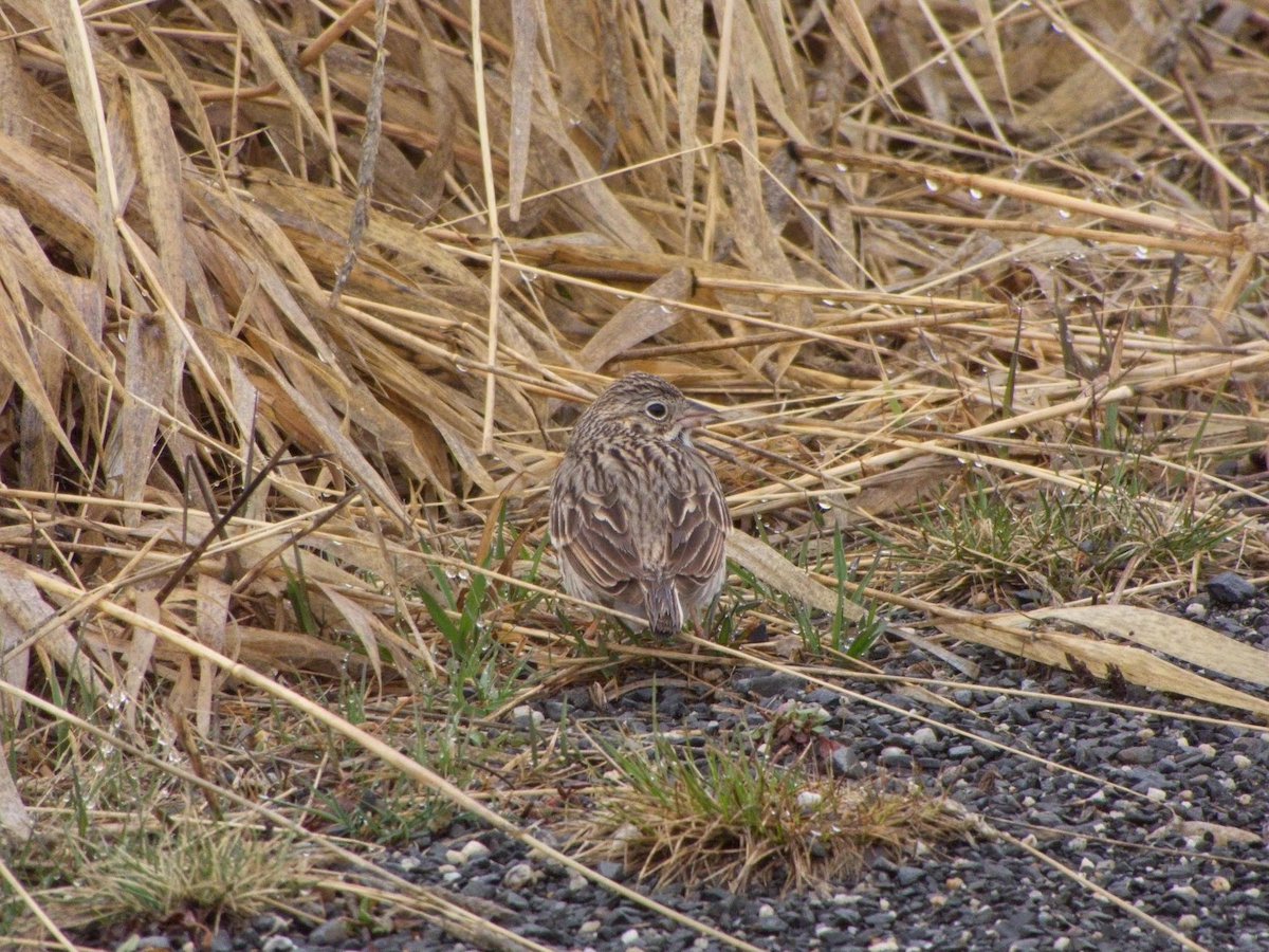 Vesper Sparrow - Matt Dresser