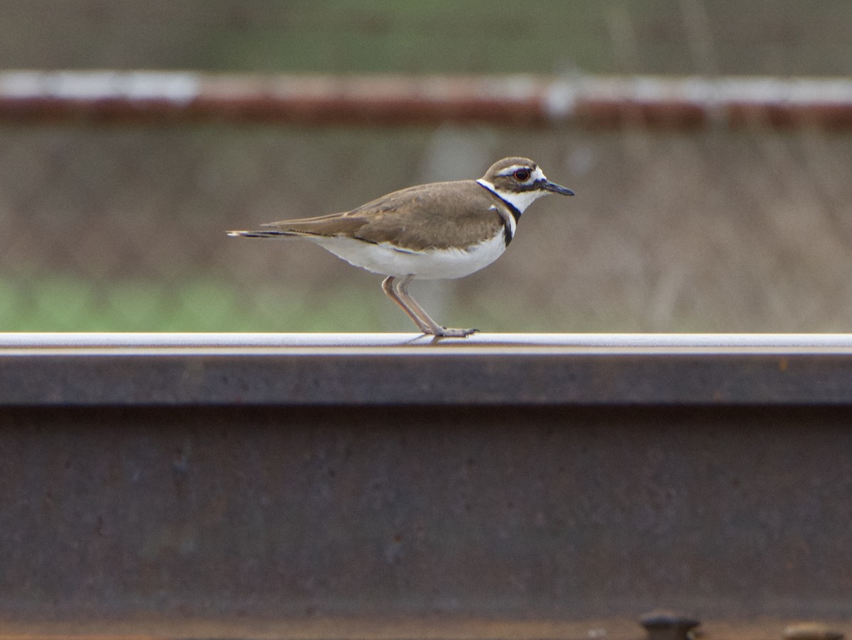 Killdeer - ML94422681