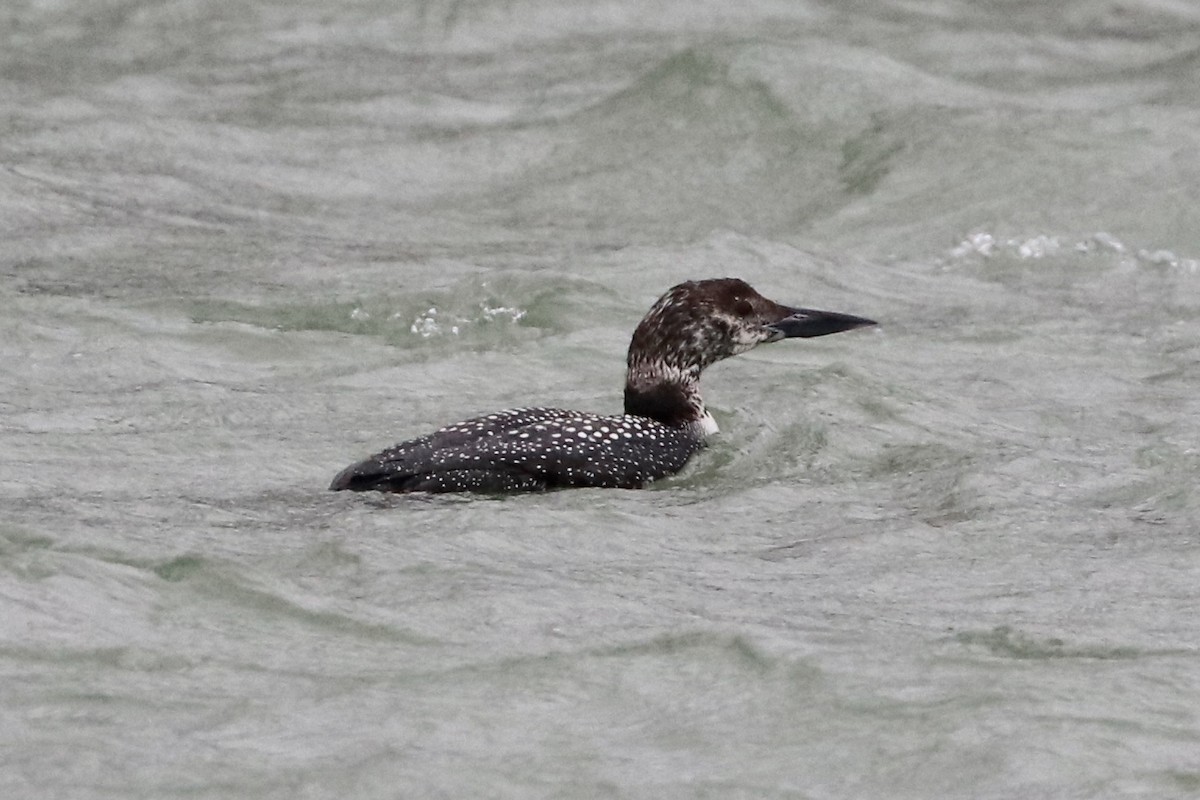 Common Loon - ML94423991