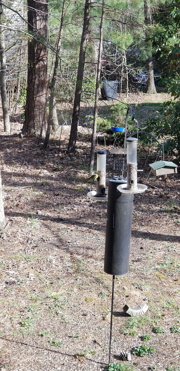 Western Tanager - ML94424141