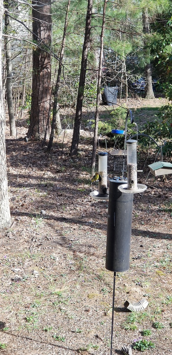 Western Tanager - ML94424151