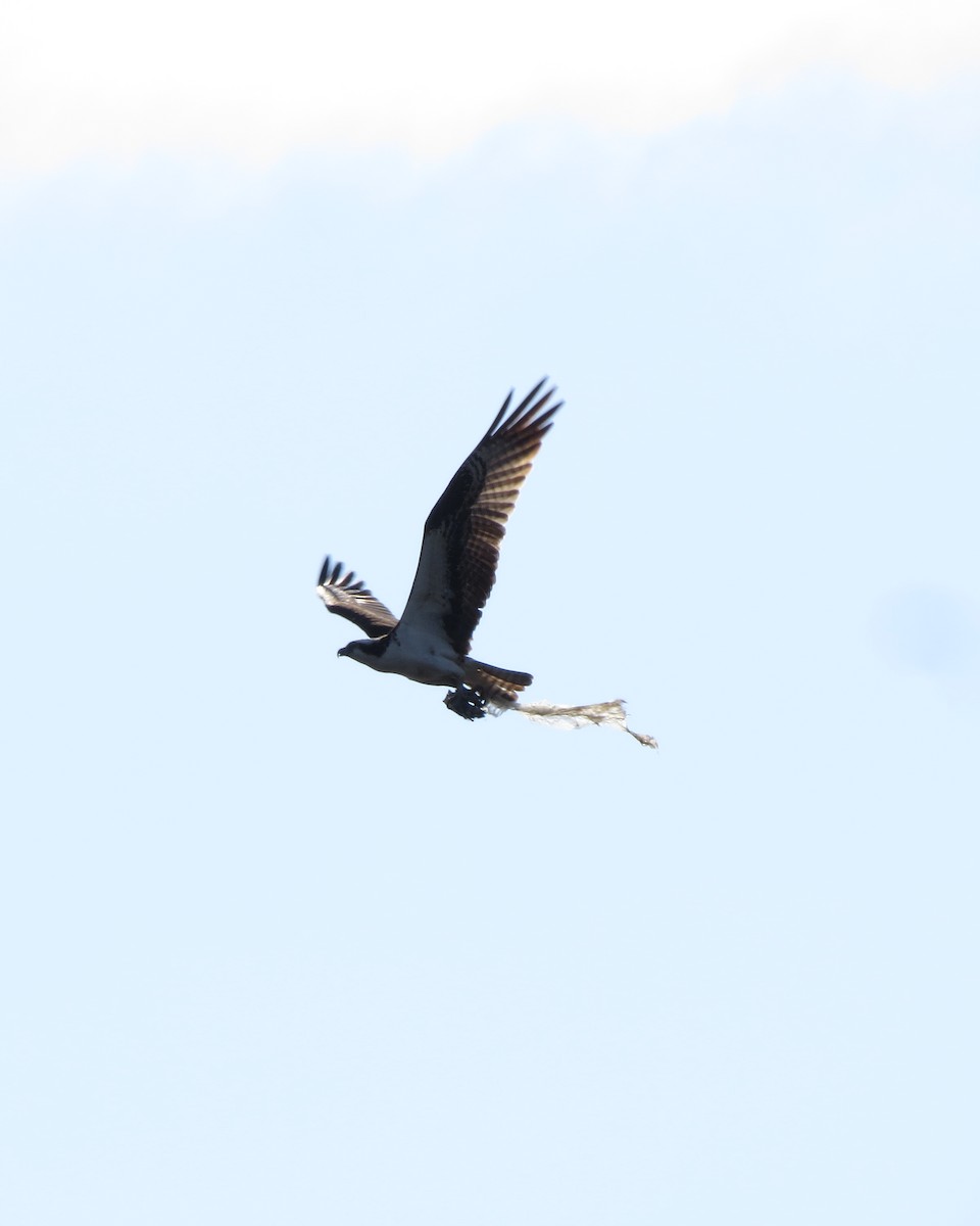 Balbuzard pêcheur - ML94424631