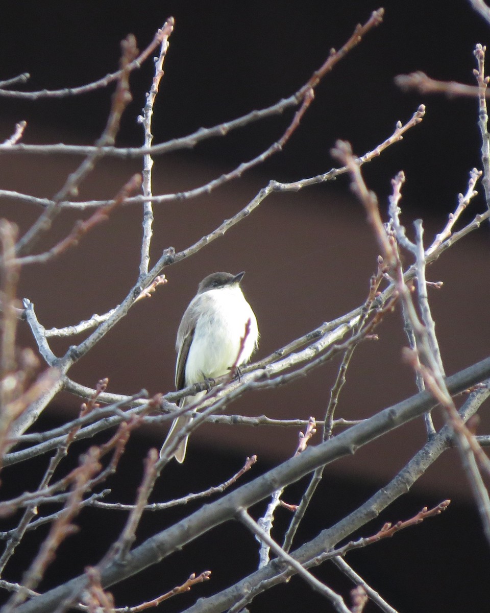 Eastern Phoebe - ML94424701