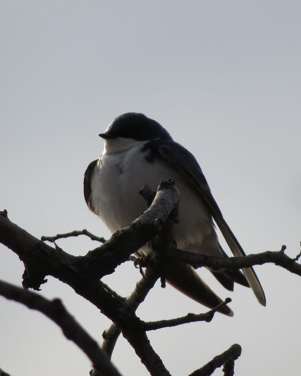 Tree Swallow - ML94424821