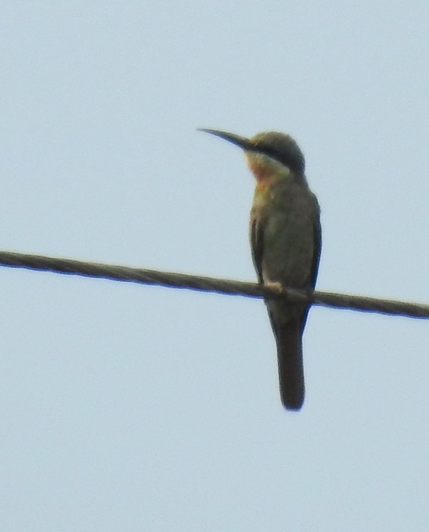 Blue-cheeked Bee-eater - ML94424941