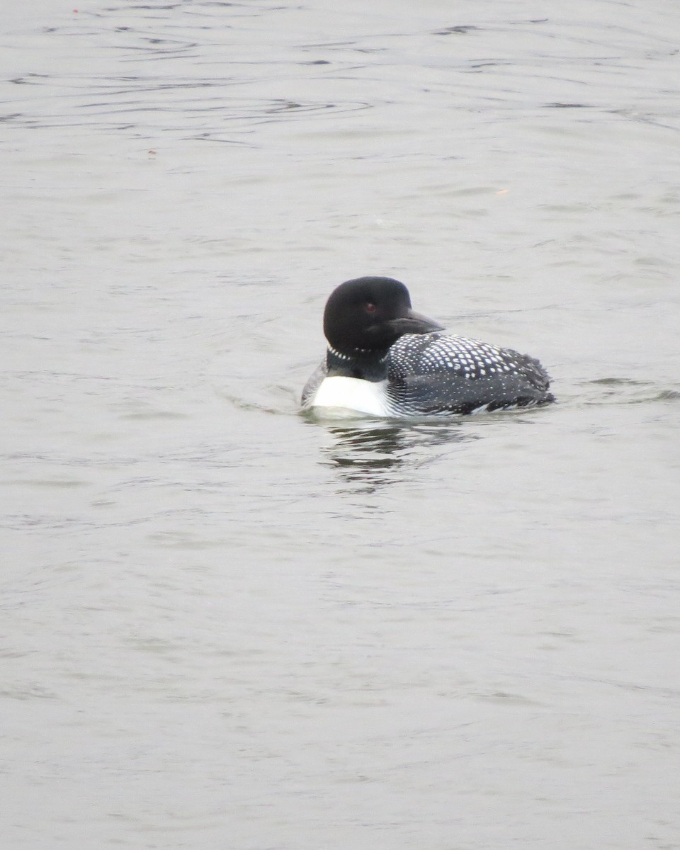 Common Loon - ML94424981