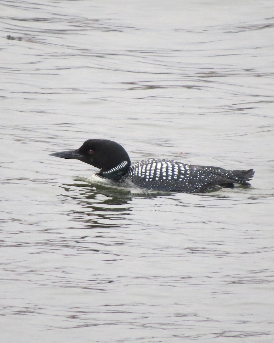 Plongeon huard - ML94424991