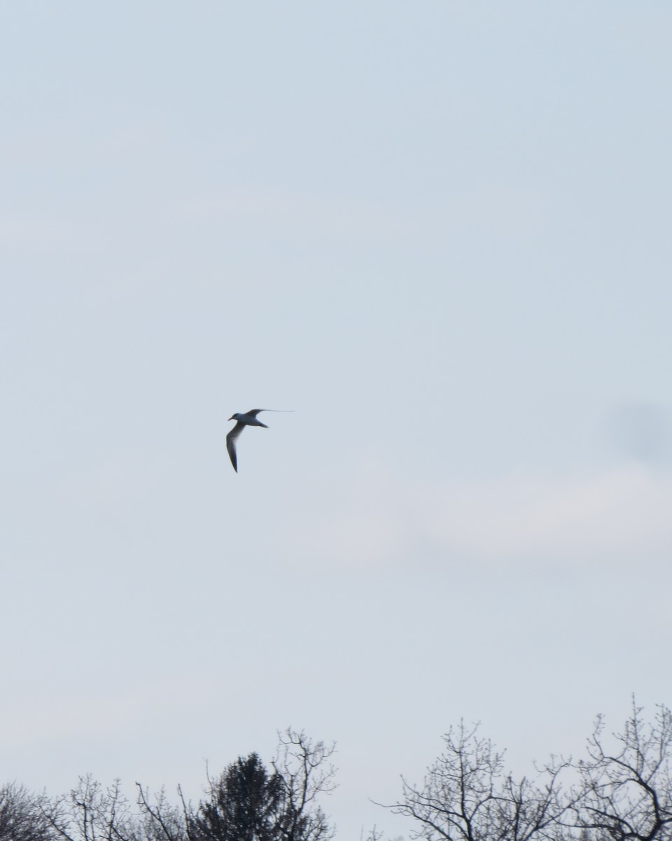 Caspian Tern - ML94425031