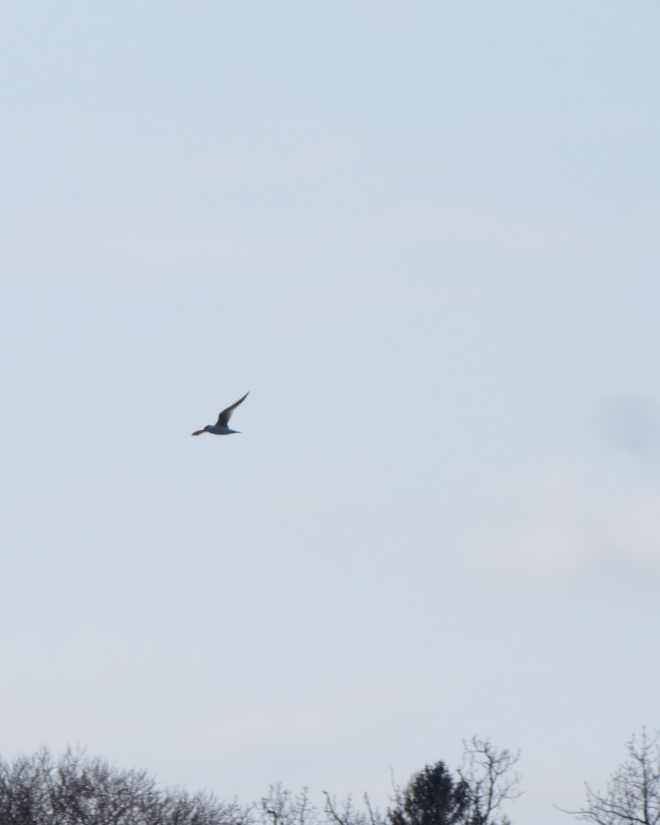 Caspian Tern - Tristan Lowery