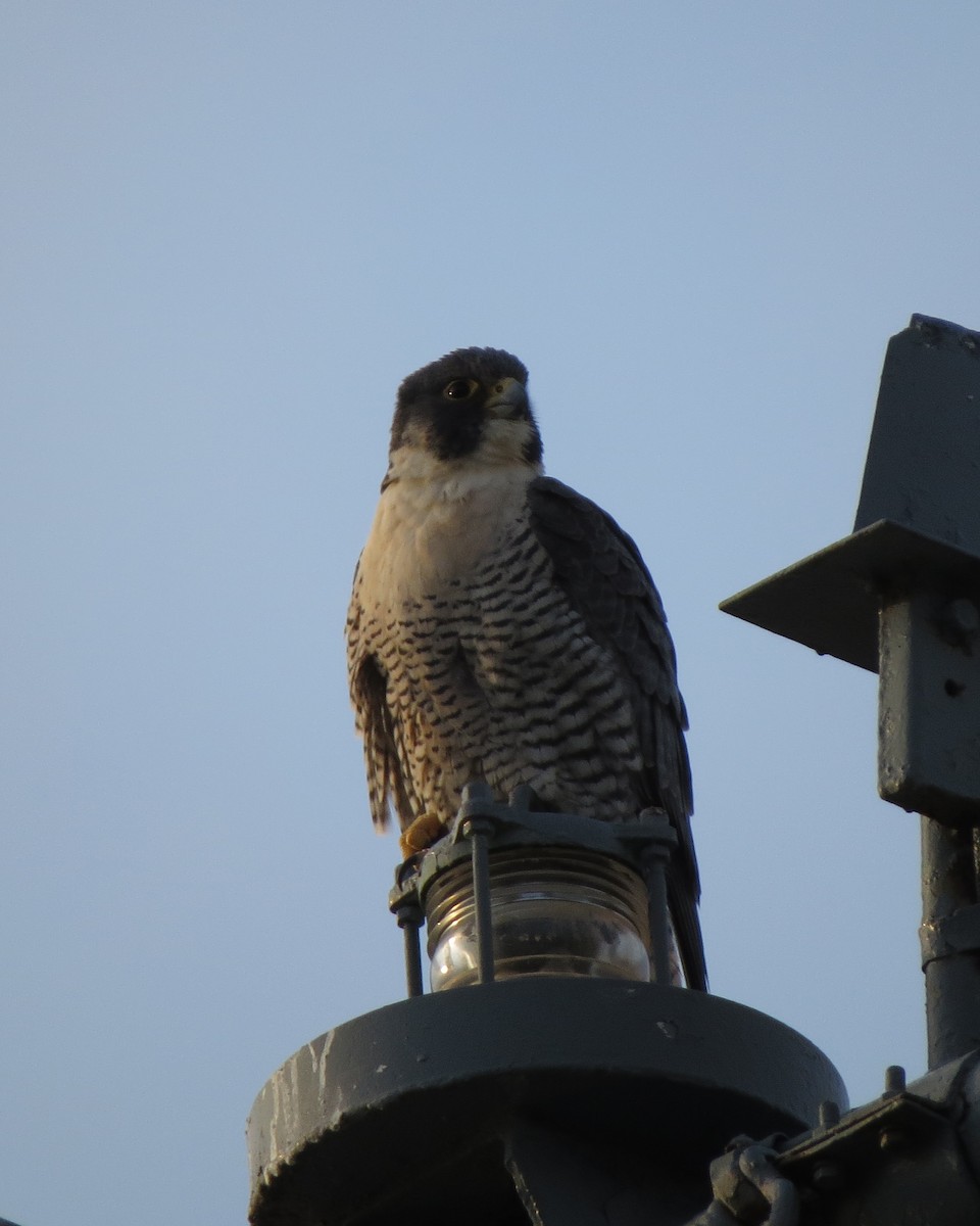 Peregrine Falcon - ML94425141