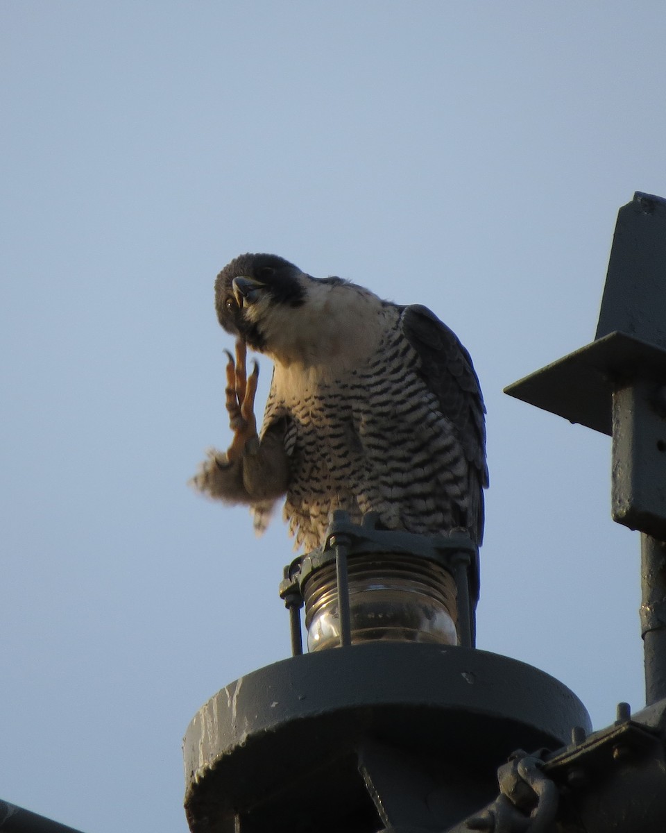 Peregrine Falcon - ML94425161