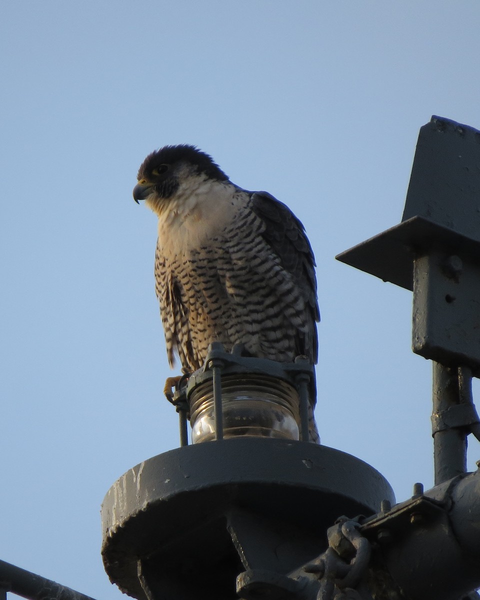 Peregrine Falcon - ML94425171