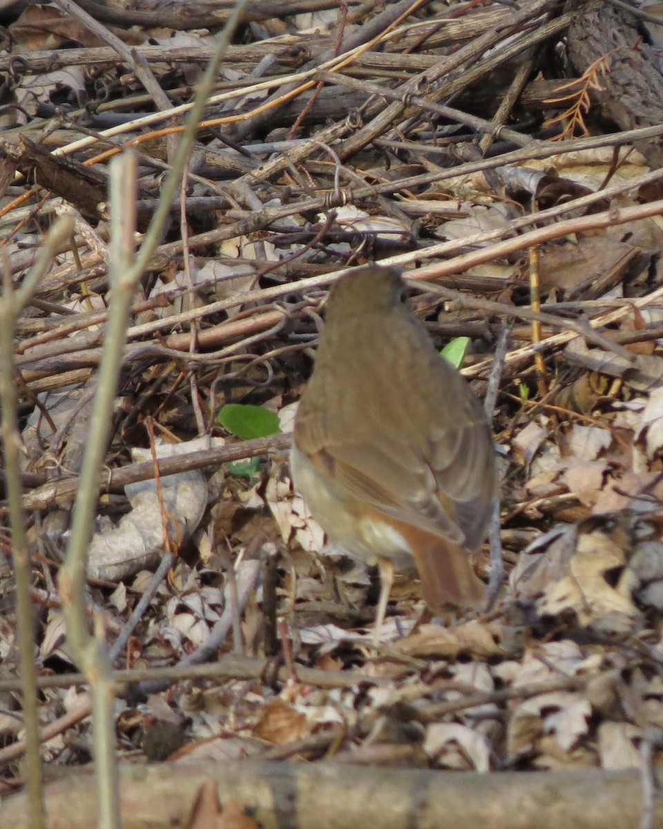 Hermit Thrush - ML94425221