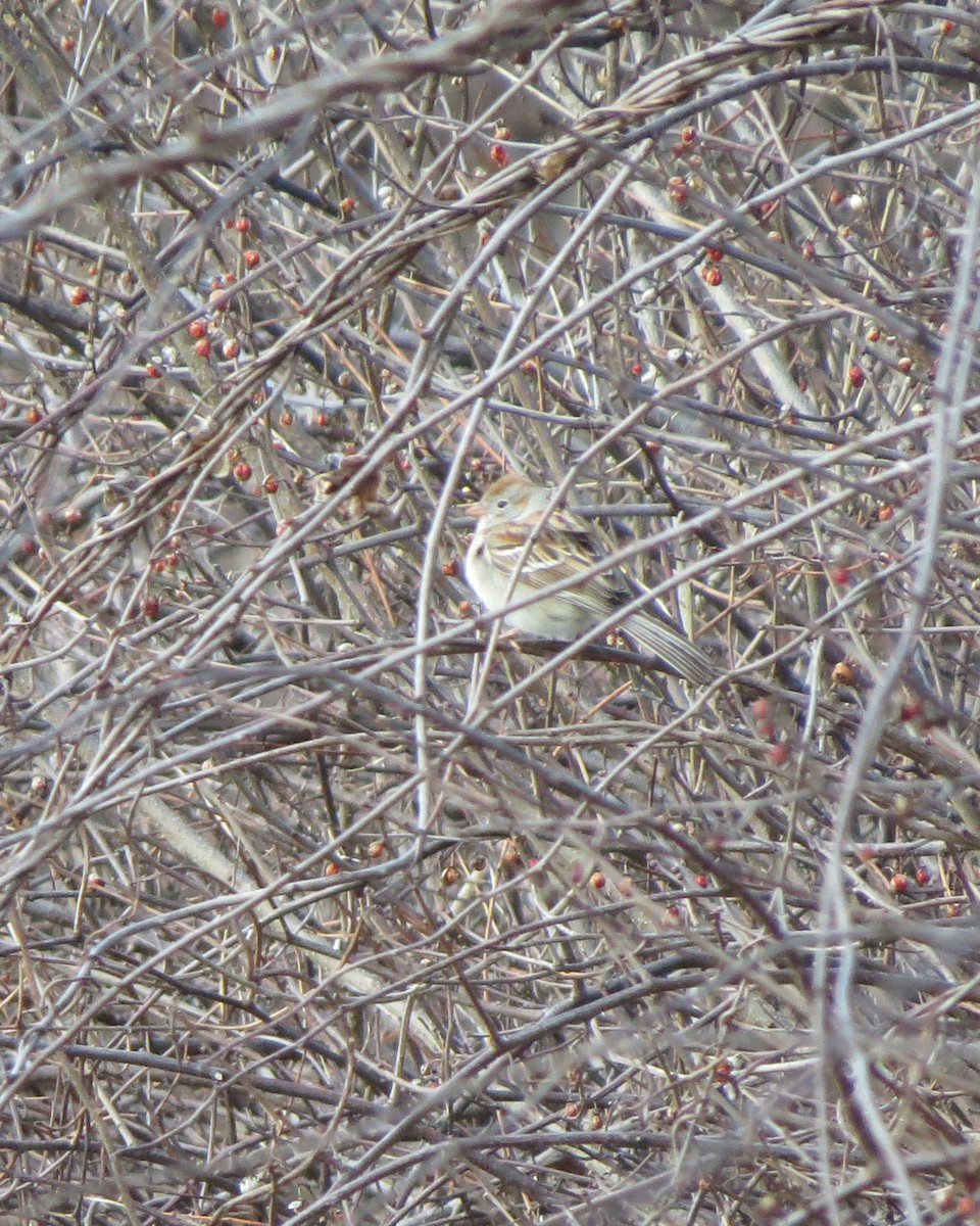 Field Sparrow - ML94425491