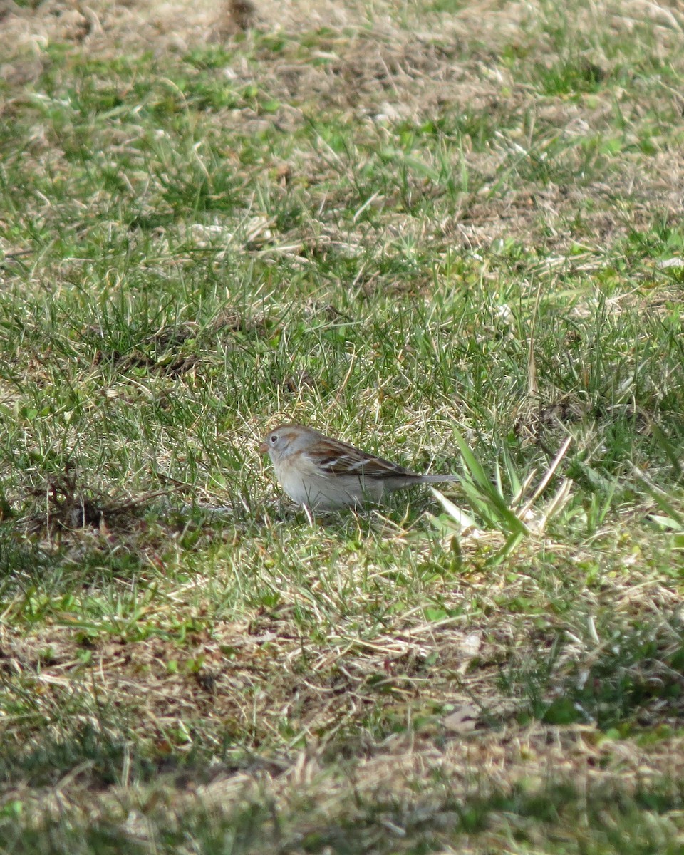 Field Sparrow - ML94425531