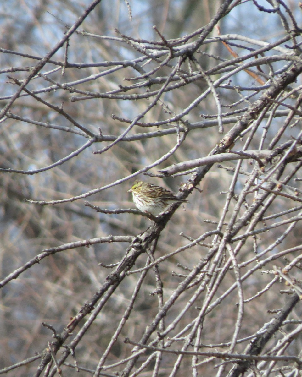 Savannah Sparrow - ML94425691