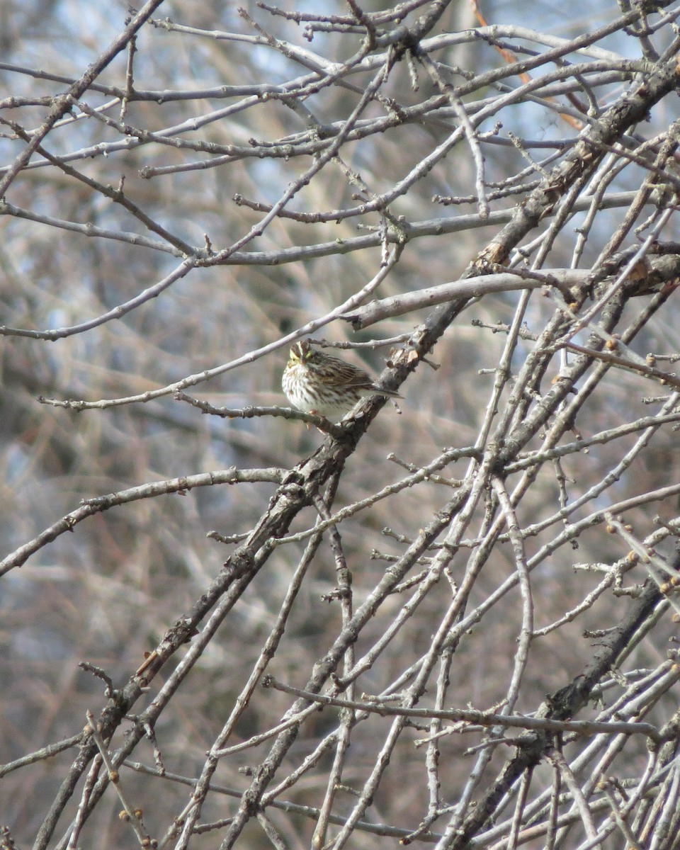 Savannah Sparrow - ML94425711