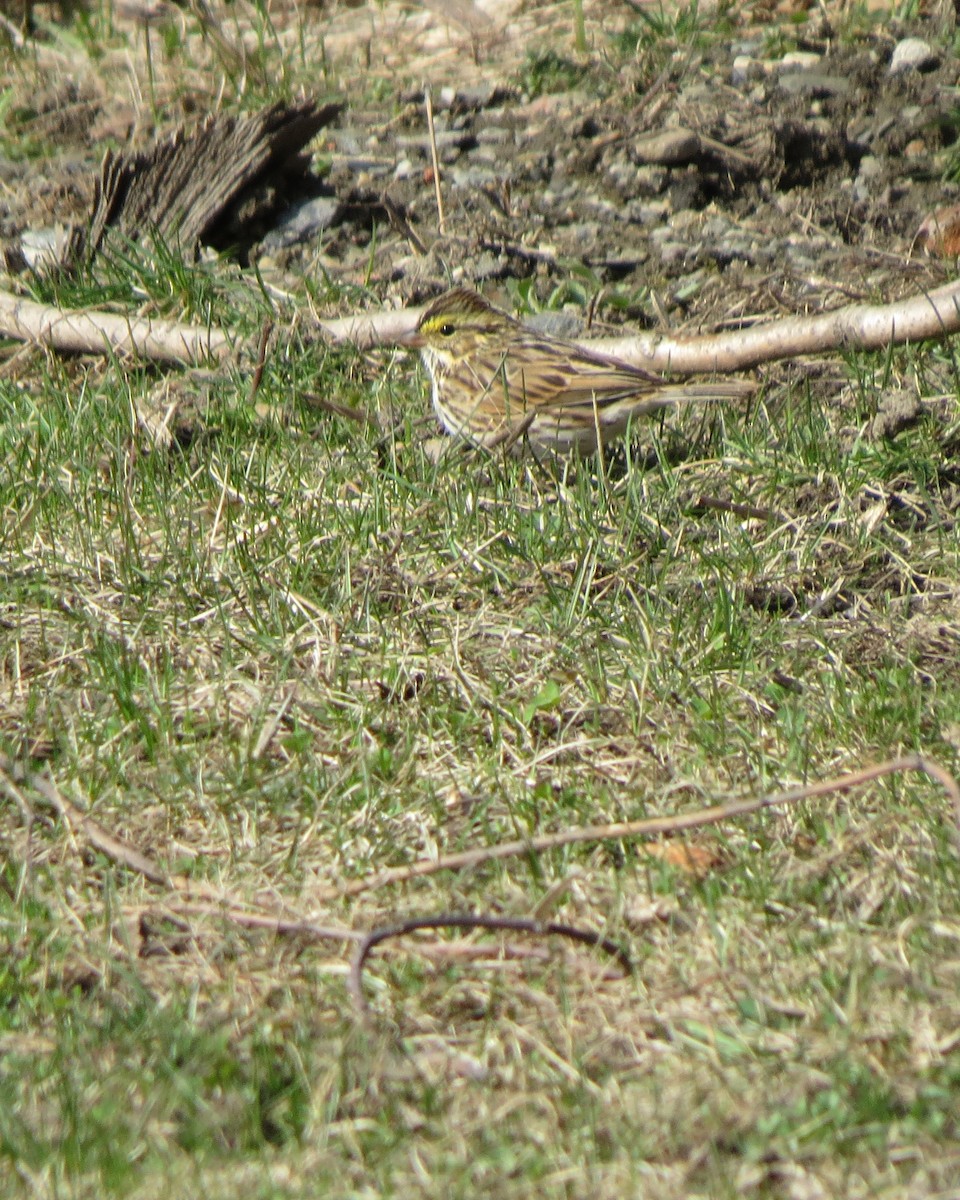 Savannah Sparrow - ML94425721