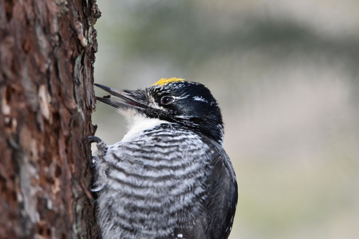 American Three-toed Woodpecker - ML94426221