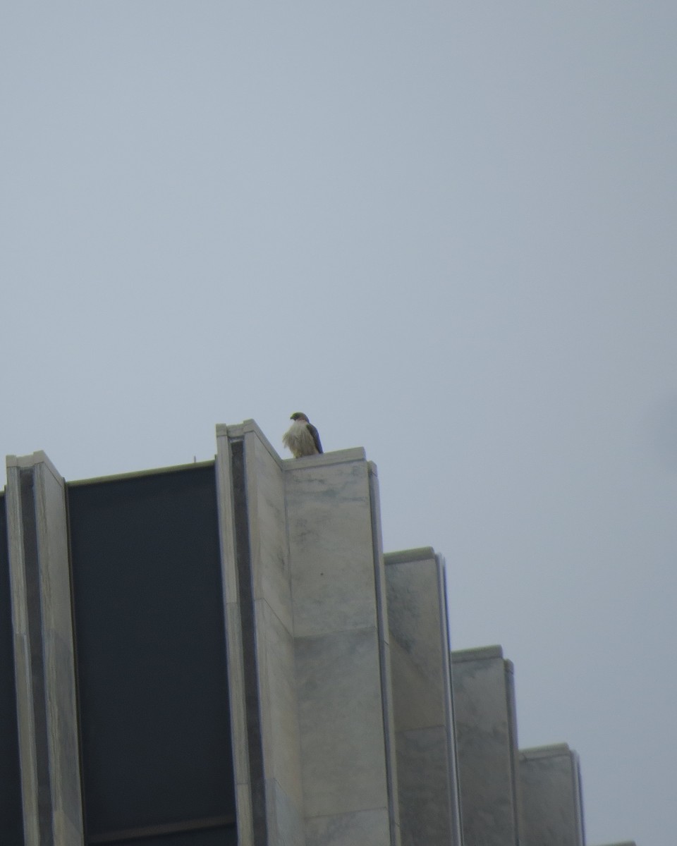 Red-tailed Hawk - ML94426371