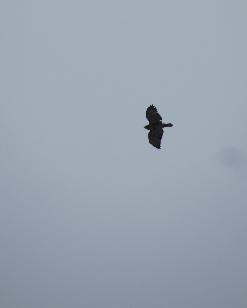 Red-tailed Hawk - ML94426381