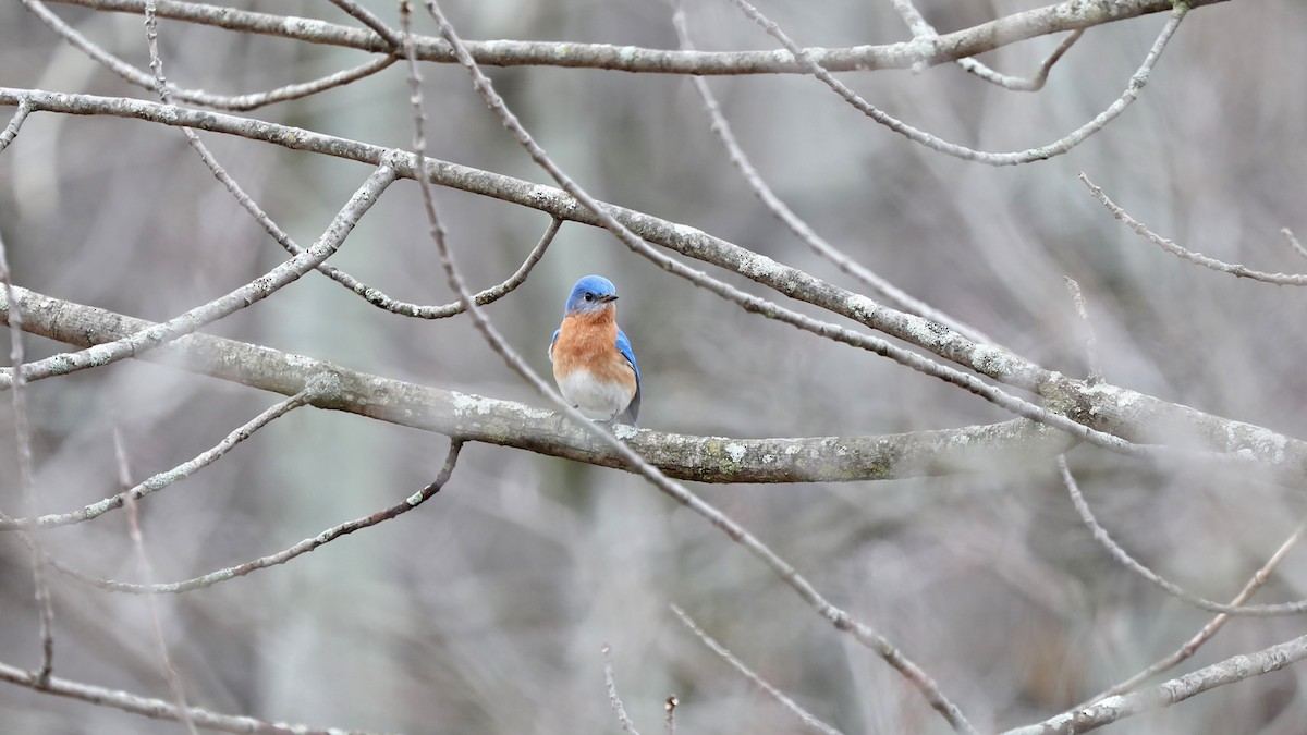 Eastern Bluebird - Daniel Jauvin