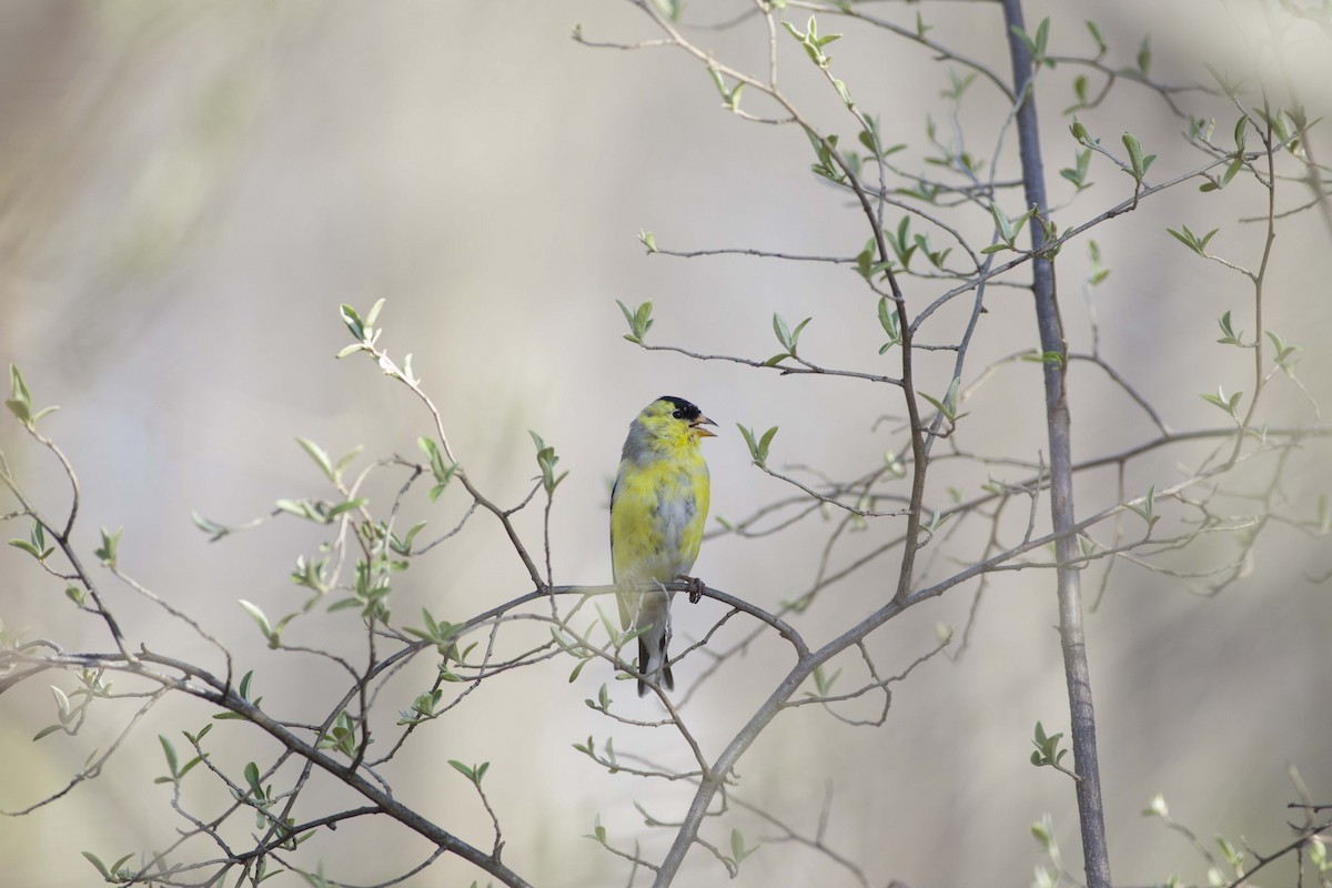 American Goldfinch - ML94429291