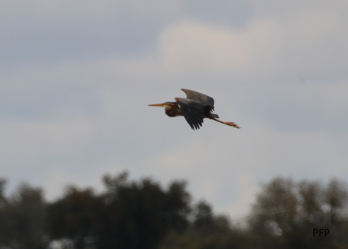 Purple Heron - Pedro  Filipe Pereira