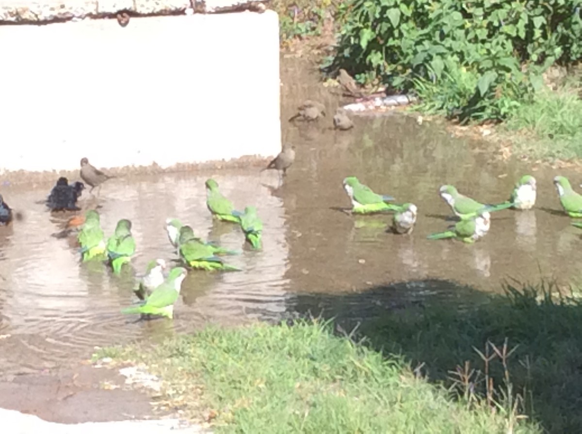 Monk Parakeet - ML94431291