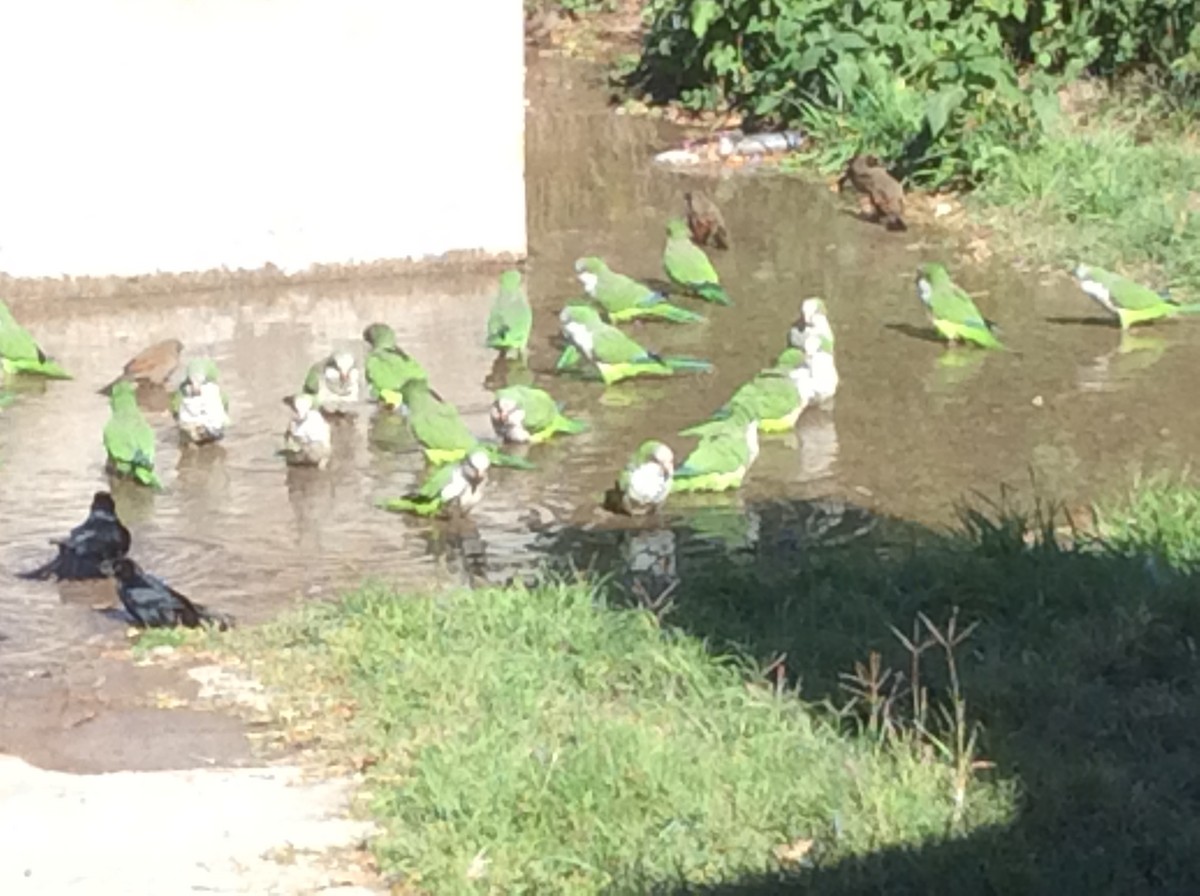 Monk Parakeet - ML94431321