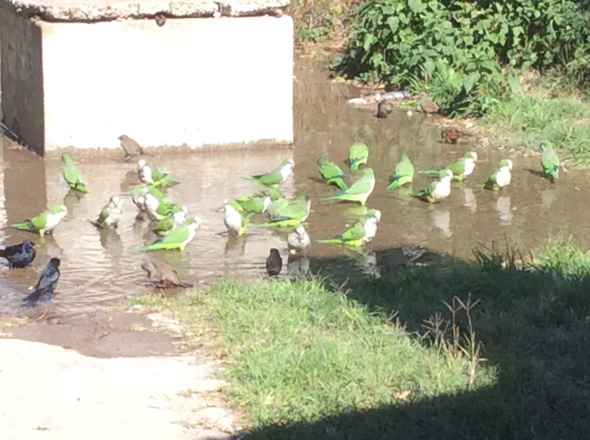 Monk Parakeet - ML94431341