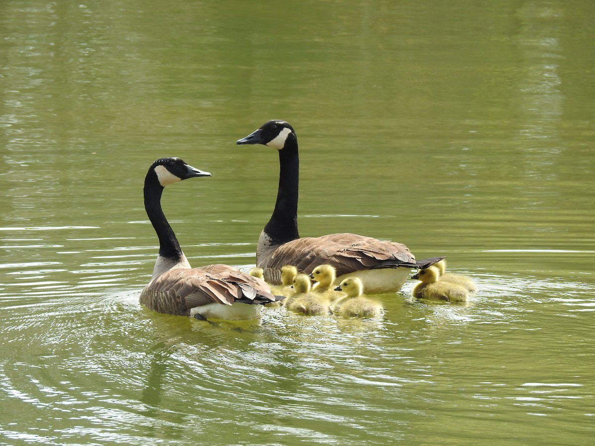 Canada Goose - Sam Jolly