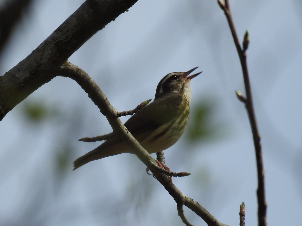 Louisiana Waterthrush - Sam Jolly