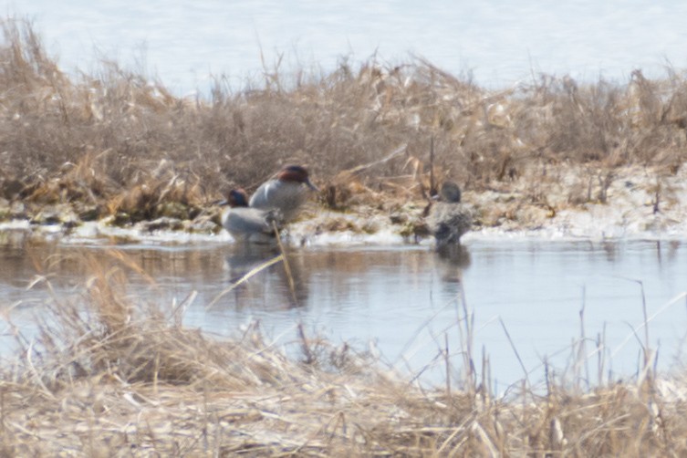 Green-winged Teal (American) - ML94431801