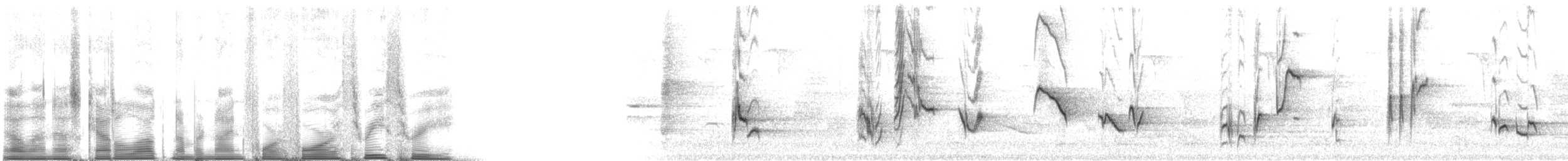 Miaulari grisa - ML94433