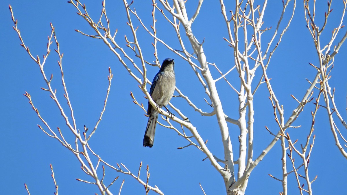 Woodhouse's Scrub-Jay - ML94434151