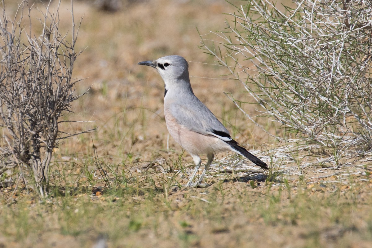 Turkestan Ground-Jay - ML94435321