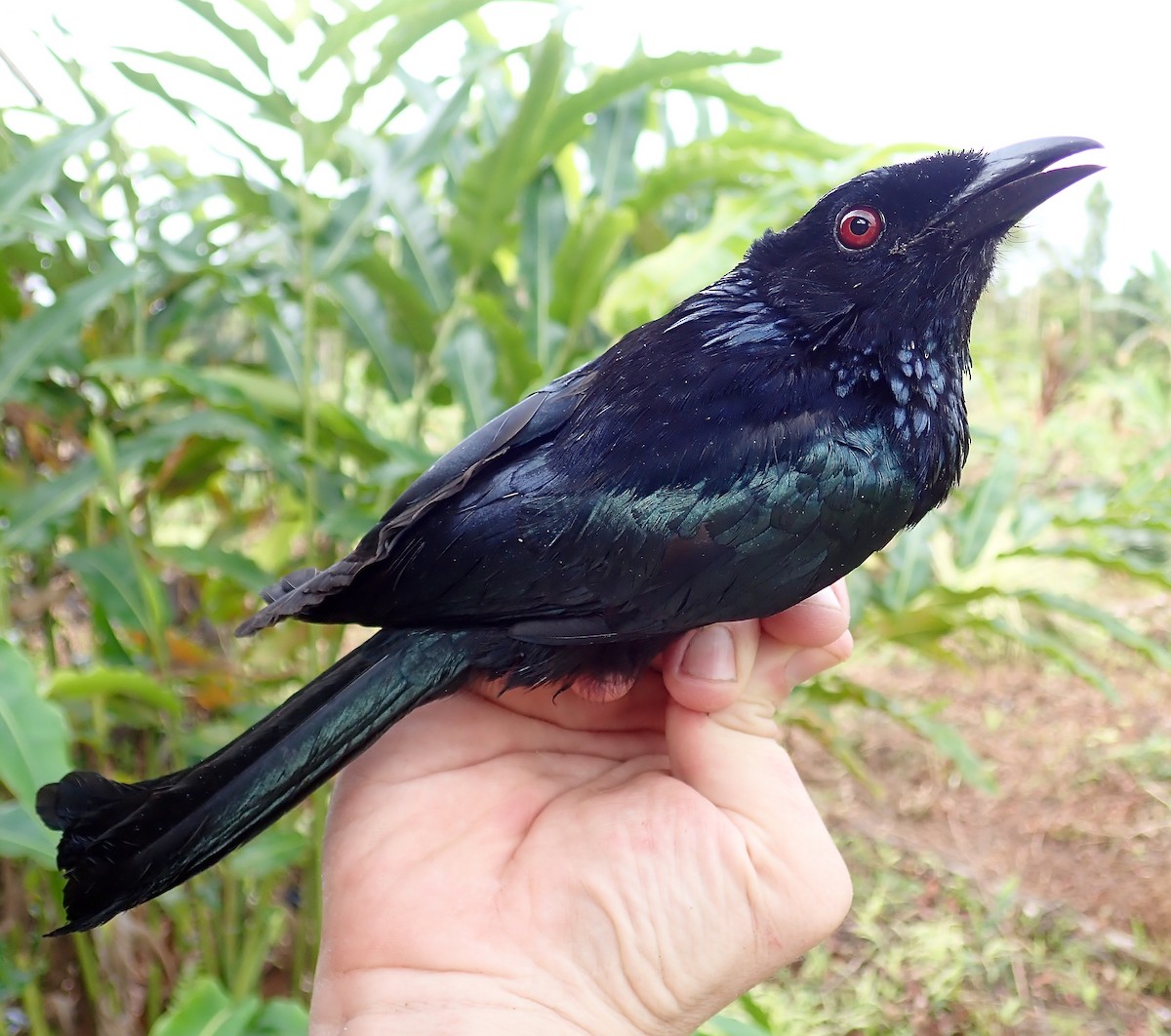 Sumatran Drongo - Matt Brady